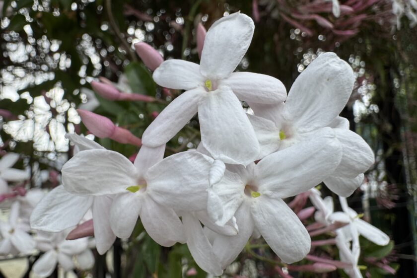 初夏を感じさせるジャスミンの花