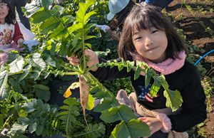 3年生　総合「高橋農園の仕事」ダイコンの間引きをしよう。