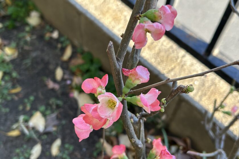 20歳を祝う会が開かれました！