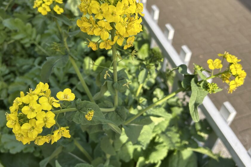 新しい年が始まります