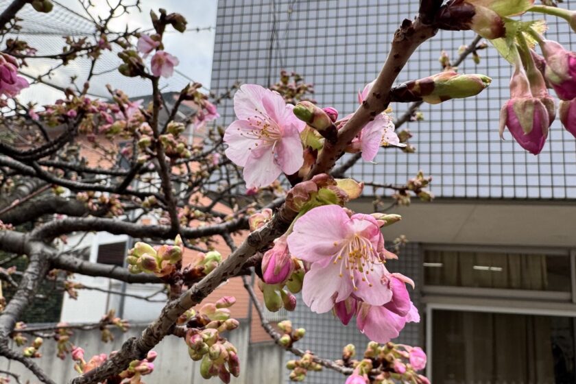 いよいよ学習発表会！