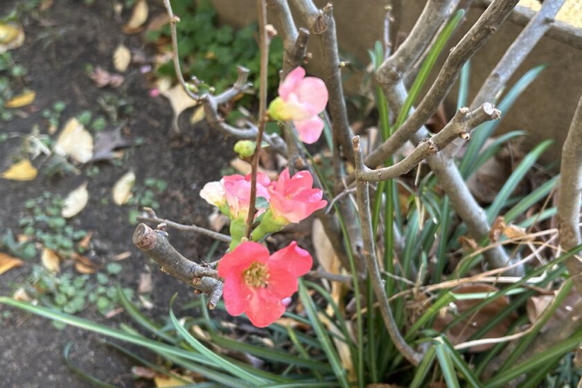 新1年生　二次入試（3月）を実施致します