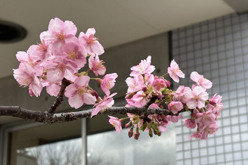転入試験を実施します