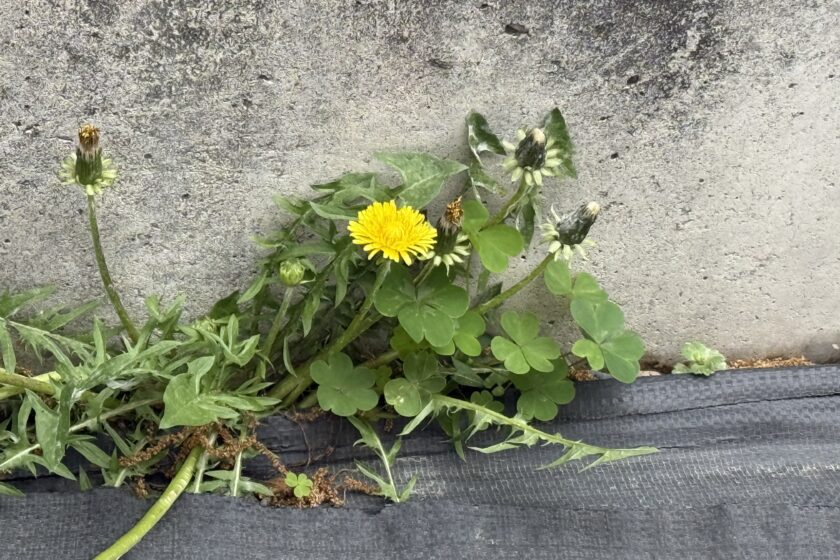 ２年生　国語「詩　タンポポ　谷川俊太郎」